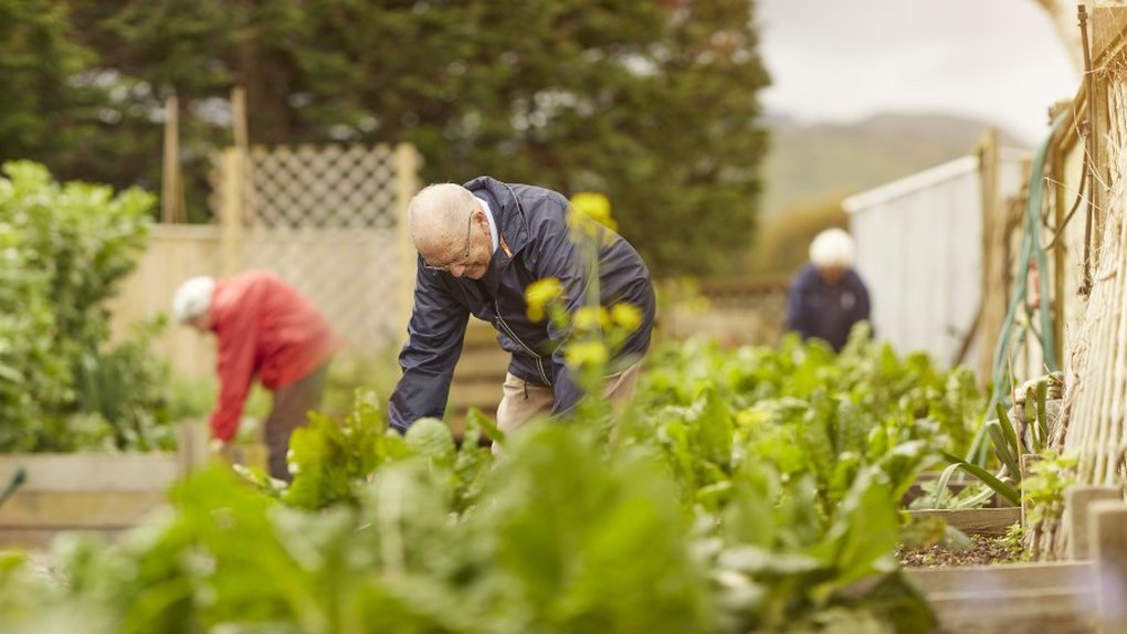 The communal vegetable gardens at Summerset